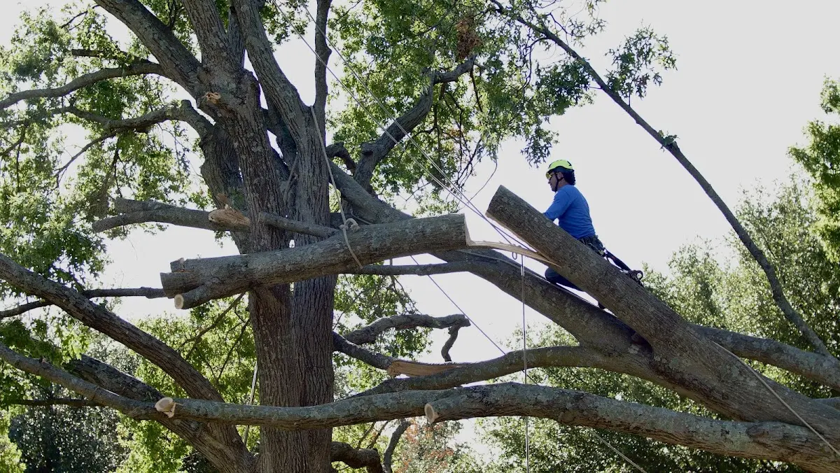 Professional Crown Thinning performed by certified arborists in Leonardsville